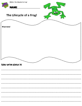 TheLifecycleofaFrog