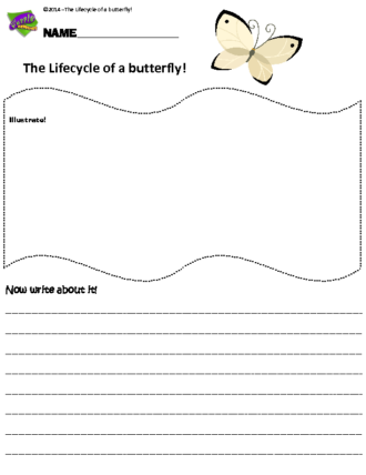 TheLifecycleofabutterfly