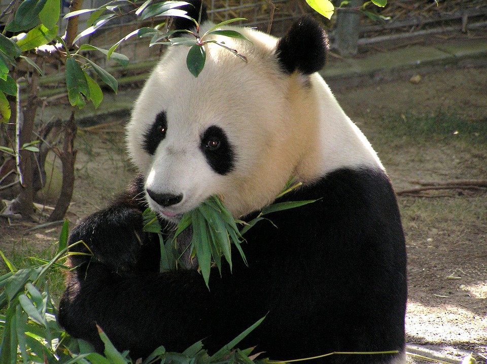 Pandas & China!
