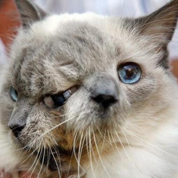 The Two Faced Cat