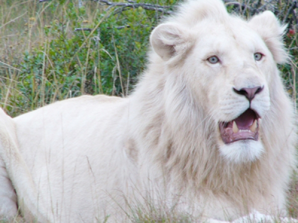 OMG, White Lions!!