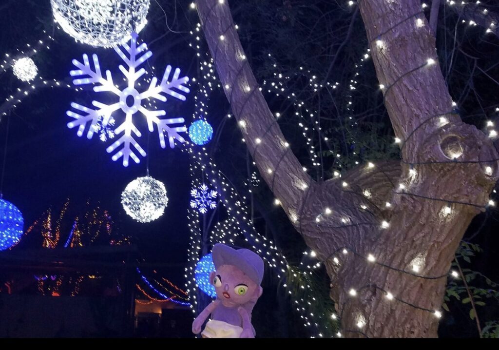 Pookie is Enjoying Christmas Lights!